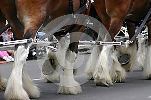 Detail, Clydesdale horses pulling wagon