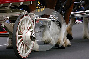 Detail, Clydesdale horses pulling wagon