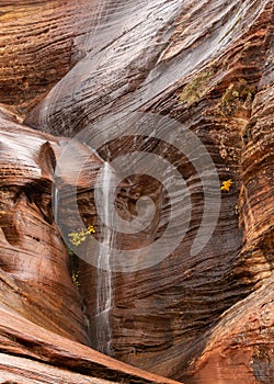 Detail of Cockeye falls in autumn in Zion Nat. Park, Utah, USA