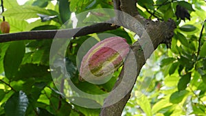 Detail Cocoa pod on the tree