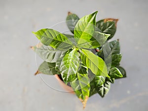 Detail of coffee - coffea plant.