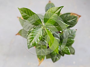 Detail of coffee - coffea plant.