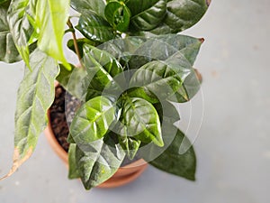 Detail of coffee - coffea plant.