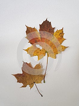 Detail of a colored leaves.