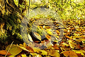 Detail of a colorful autumnal forest with the sun shining in. The ground is covered with yellow leaves. Germany, Baden-Wurttemberg