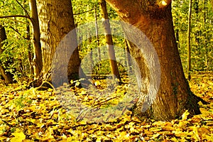 Detail of a colorful autumnal forest with the sun shining in. The ground is covered with yellow leaves. Germany, Baden-Wurttemberg