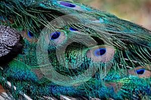 Detail of the colorful feathers of a male peacock