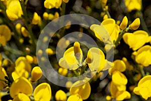 Detail colorful and intensive of yellow flowers broom of bloom, defuse background of darkness broom. Texture in yellow
