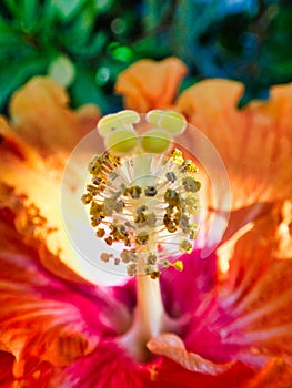 Detail of Colorful Red and Orange Hibiscus Flower in Garden