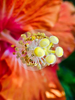 Detail of Colorful Red and Orange Hibiscus Flower in Garden