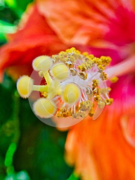 Detail of Colorful Red and Orange Hibiscus Flower in Garden