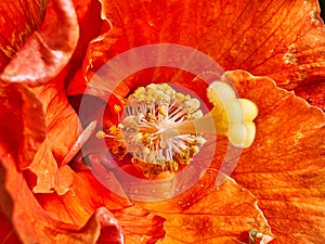 Detail of Colorful Red and Orange Hibiscus Flower in Garden