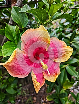 Detail of Colorful Red and Orange Hibiscus Flower in Garden