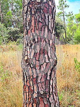 Detail of a colourful tree trunk bark