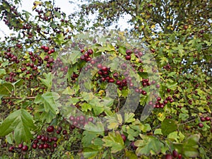 Detail of common hawthorn, full of ripe red berries in autumn