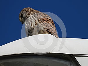 Detail of common kestrel sitting on a street lamp