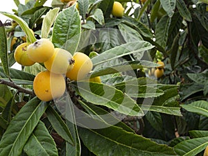 Detail of common medlar organic  fruits almost ripe