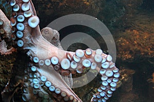 Detail of common octopus