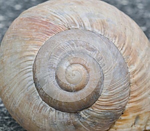 Detail Conch snail Helix pomatia. Clearly visible shell structure.