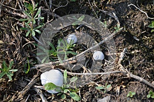 Detail of the conches in forest