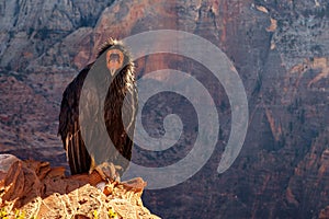 Detail of condor with funny expression in Zion national park