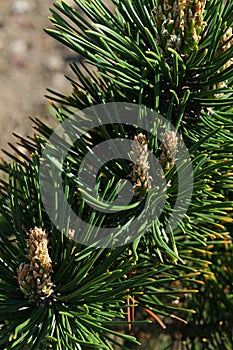 Detail of coniferous tree Dwarf Mountain Pine, latin name Pinus Mugo, cultivar Turra Brevifolia