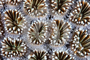 Detail of Coral Polyps