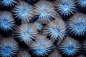 Detail of Coral Polyps in Indonesia