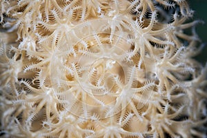 Detail of Coral Polyps