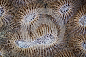 Detail of Coral Polyps in Papua New Guinea