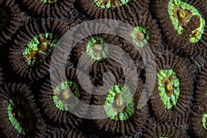 Detail of Coral Polyps on Reef in Indonesia