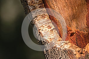 Detail of cork oak tree bark. Quercus suber