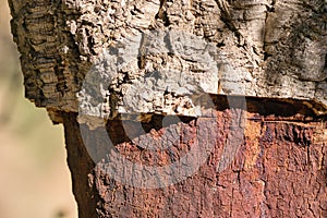 Detail of cork oak tree bark. Quercus suber