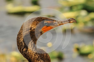 Detail of cormorants head. Side face portrait of Great Cormorant with beautiful emerald green eyes. Everglades bird. Animals and