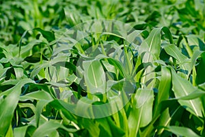 Detail Of Corn Field