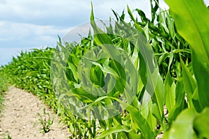 Detail of corn plants on the agriculture field