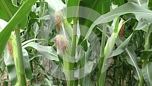 Detail of corn plants on the agriculture field