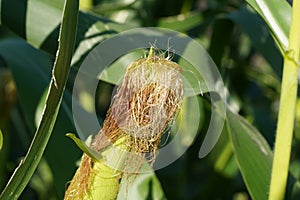 Detail of corn plants in Latin called Zea mays, growing on a field.