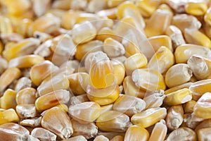 Detail of a corn seed on group of corn seeds
