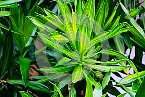 Detail of Cornstalk dracaena (Dracaena fragrans) plant photo