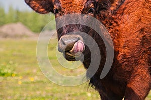 Detail of a cow licking her muzzle in the Samegrelo - Zemo Svaneti region, Georgia.