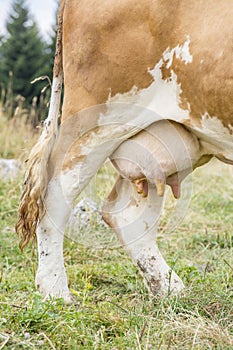 Detail of a cow with udders full of milk