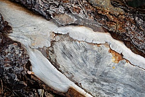 Detail of a crack on a tree bark