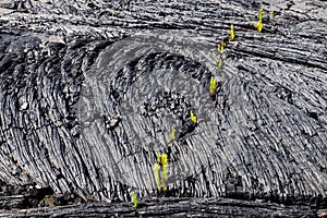 Detail of cracked structured lava and green vegetation on Hawaii