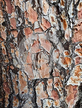 Detail of Cracked and Textured Pine Bark on Tree