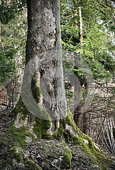 Detail of the cracked trunk of an old spruce