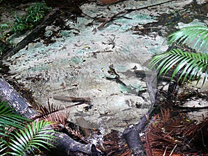 Detail of a creek with plant parts and dead plant photo