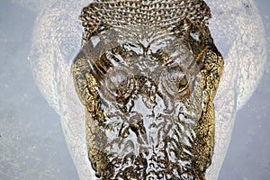 Detail of crocodile head