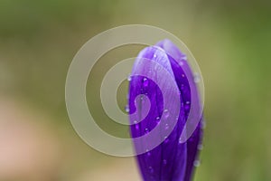 Detail of crocus flower with blurred background