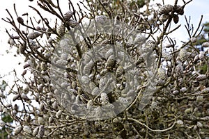 Detail of crouded unopened pine cones on dead shore pine, East Sooke Park